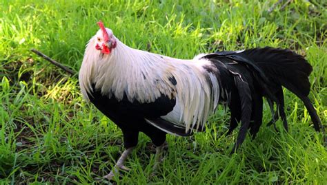 game chicken breeds|chicken coop games for kids.